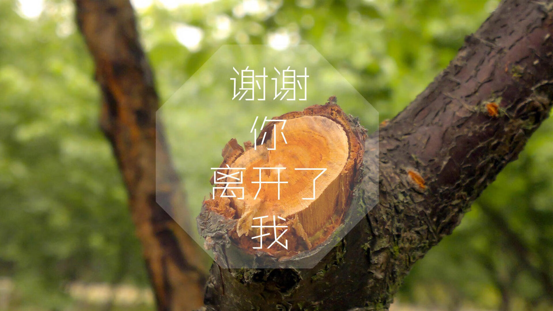 比利时马术协会与非洲马术协会开展技术援助项目，提升当地水平。