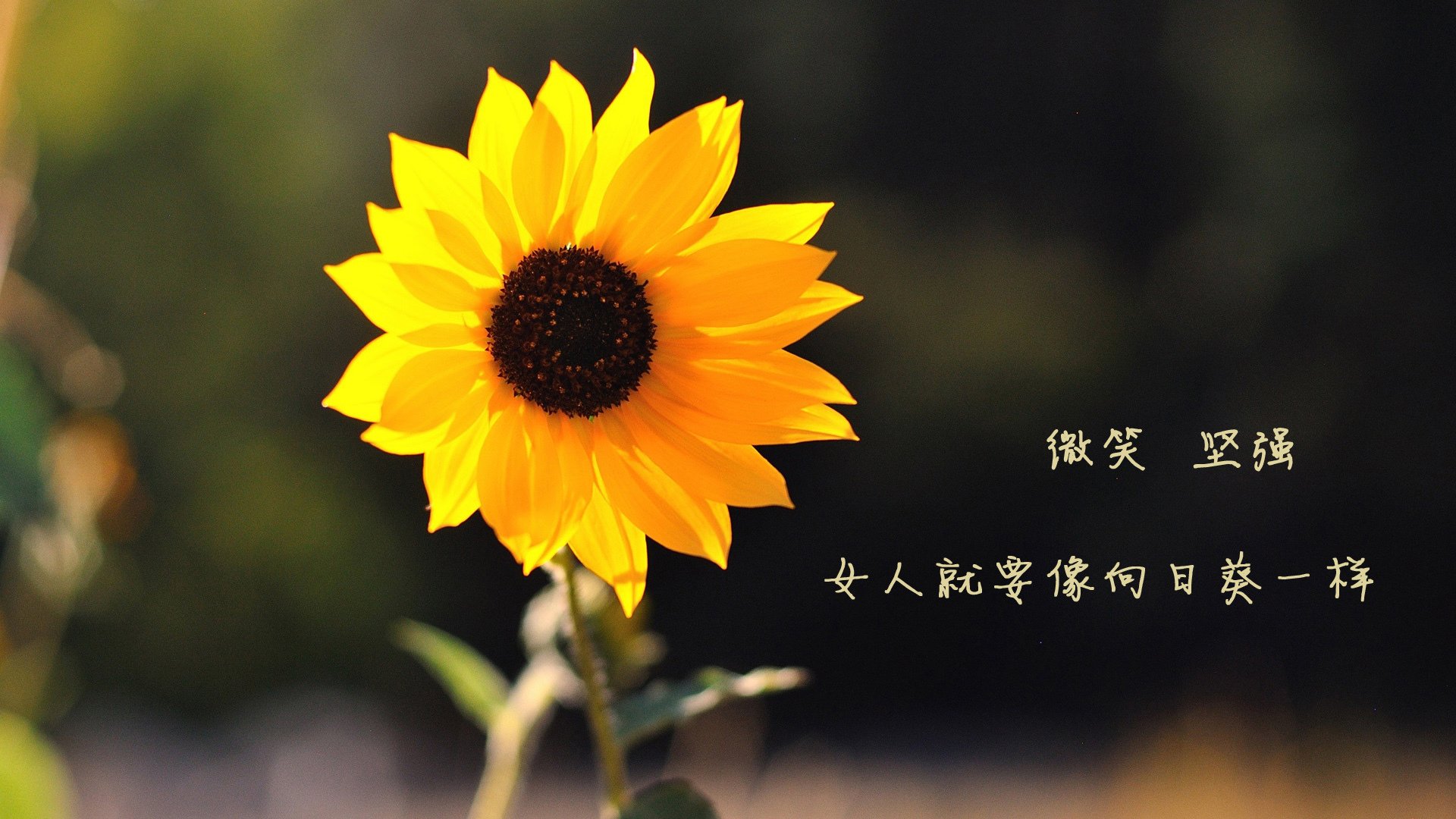 格鲁吉亚女篮在欧洲锦标赛中表现出色,冲击国际舞台,格鲁吉亚女子联赛